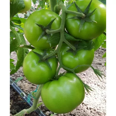 Tomate - Seminte de tomate Matissimo F1, 500 seminte, hectarul.ro