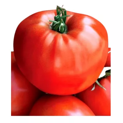 Tomate - Seminte de tomate Medelina, 0.2 grame FLORIAN, hectarul.ro