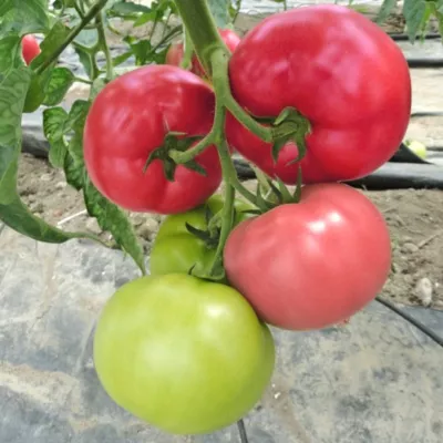 Tomate - Seminte de tomate Mei Shuai F1, 100 seminte, hectarul.ro