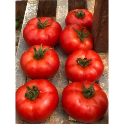 Tomate - Seminte de tomate OZKAN F1, 1000 seminte, YUKSEL, hectarul.ro