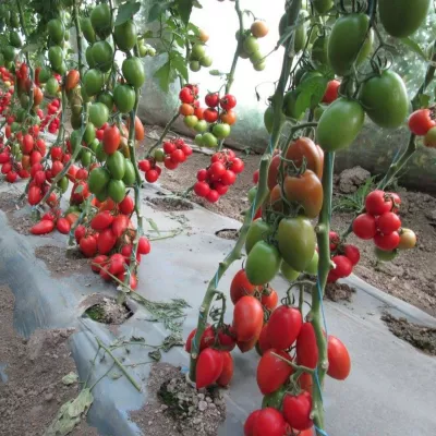 Tomate - Seminte de tomate PERADUR F1, 1000 seminte, YUKSEL, hectarul.ro