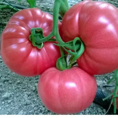 Tomate - Seminte de tomate PINK ROCK F1, 1000 seminte, YUKSEL, hectarul.ro