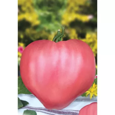 Tomate - Seminte de tomate Rozov Dar (DAR ROZ), 0.2 grame FLORIAN, hectarul.ro