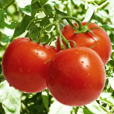 Tomate - Seminte de tomate SAINT PIERRE 0.5 grame, hectarul.ro