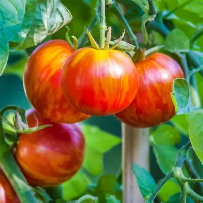 Tomate - Seminte de tomate Tigerella, 0.5 grame FLORIAN, hectarul.ro