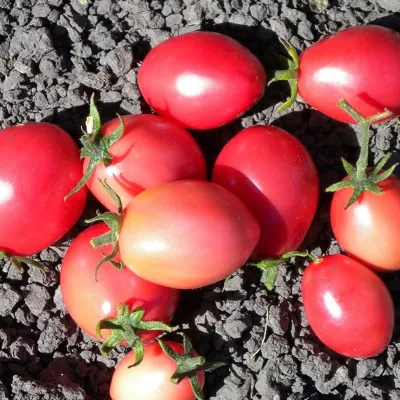 Tomate - Seminte de tomate Damsko Sarce (inima de doamna), 0,2 grame OPAL, hectarul.ro