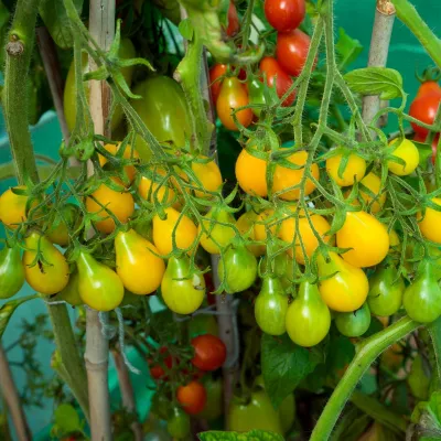 Tomate - Seminte de tomate Yellow Pearshaped, 0,5 grame, hectarul.ro
