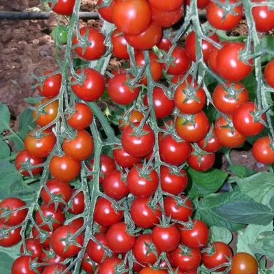 Tomate - Seminte de tomate YENICERI F1, 250 seminte, YUKSEL, hectarul.ro