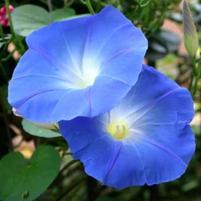 Seminte flori - Seminte de zorele albastre, 2 grame, hectarul.ro