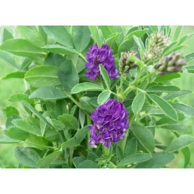 Seminte plante furajere - Seminte Lucernă POMPOSA C1 AGROSEM 10 kg, hectarul.ro