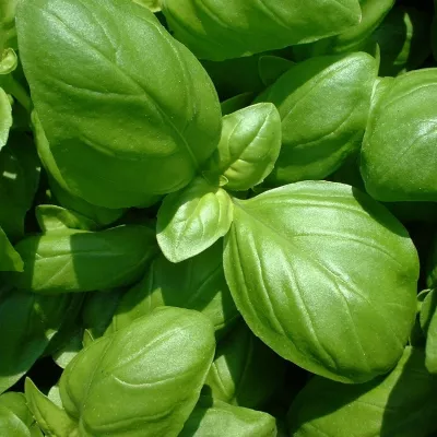Seminte Plante aromatice BUSUIOC VERDE Horti Tops 1 g