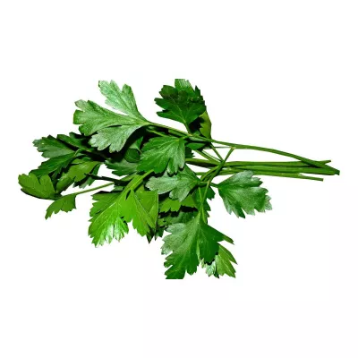 Patrunjel  - Seminte Plante aromatice Patrunjel de frunze COMMUN Pop Vriend 500 g, hectarul.ro