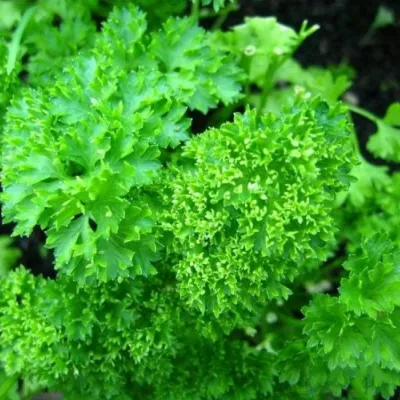 Seminte Plante aromatice PATRUNJEL  FRUNZE CRET MOSS CURLED Horti Tops 5 g