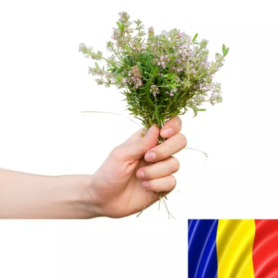 Seminte plante aromatice - Seminte romanesti de cimbru MIRCEA, 5gr, SCDL Buzau, hectarul.ro