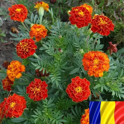 Seminte flori - Seminte romanesti de craite NANUK , 2 grame, SCDL Buzau, hectarul.ro