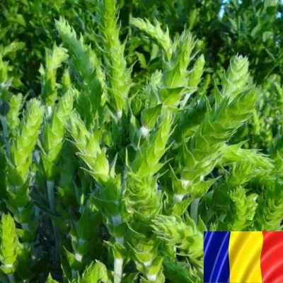 Seminte plante aromatice - Seminte romanesti de MURSALSKI DOMNESC, 2gr, SCDL Buzau, hectarul.ro