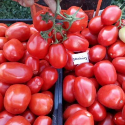 Tomate - Seminte romanesti de tomate DARSIRIUS, 5gr, SCDL Buzau, hectarul.ro