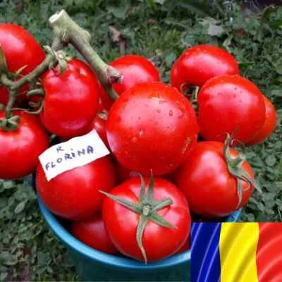 Tomate - Seminte romanesti de tomate Florina 44, 5gr, SCDL Buzau, hectarul.ro
