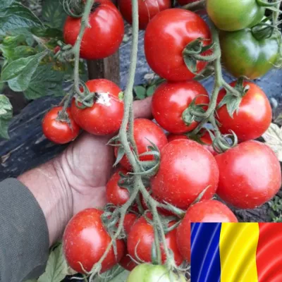 Tomate - Seminte romanesti de tomate KRISTINICA, 5gr, SCDL Buzau, hectarul.ro