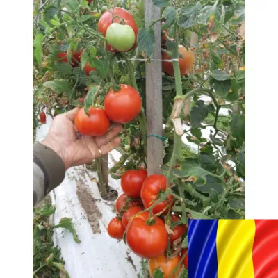 Tomate - Seminte romanesti de tomate MARIUCA, 5gr, SCDL Buzau, hectarul.ro