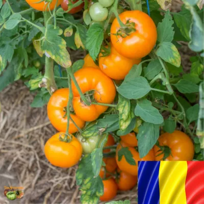 Tomate - Seminte romanesti de tomate NECTARIA, 2gr, SCDL Buzau, hectarul.ro