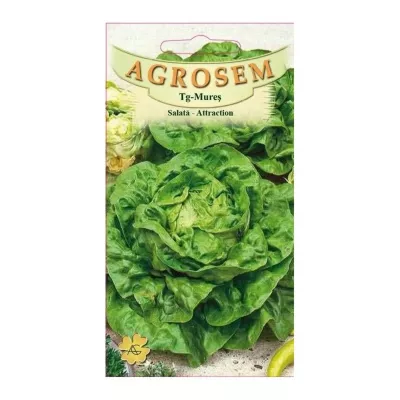 Salata Verde - Seminte Salată Atracttion  AGROSEM 15 g, hectarul.ro