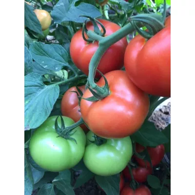 Tomate - Seminte Tomate Moldoveanu F1 HEKTAR 100 sem, hectarul.ro