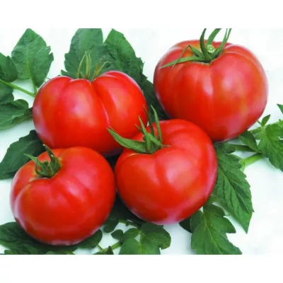 Tomate - Seminte Tomate nedeterminate RILA F1, 1000 seminte, GEOSEM, hectarul.ro