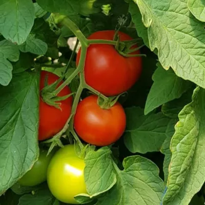 Tomate - Seminte Tomate nedeterminate SANDOLINE F1 Syngenta 500 SEM, hectarul.ro