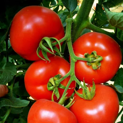 Seminte Tomate nedeterminate SANDOLINE F1 Syngenta 500 SEM