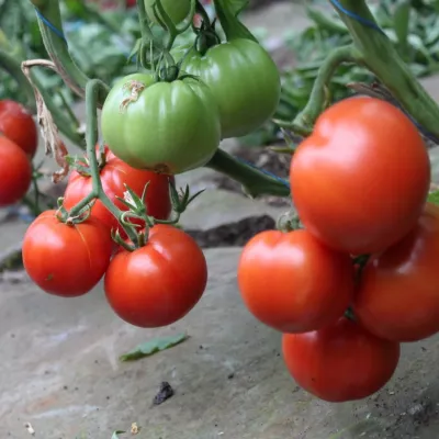 Tomate - Seminte Tomate semideterminate GRAVITET F1 Syngenta 500 sem, hectarul.ro