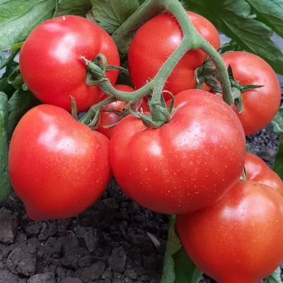 Tomate - Seminte Tomate semideterminate PEKONET F1 Syngenta 500 SEM, hectarul.ro