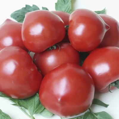 Tomate - Seminte Tomate semideterminate PREKOS F1 Geosem Select 1000 seminte, hectarul.ro