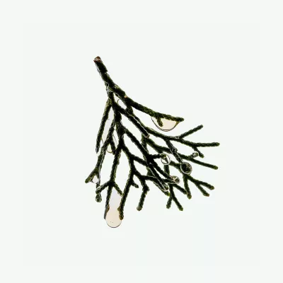 CYPRESS SHAMPOO