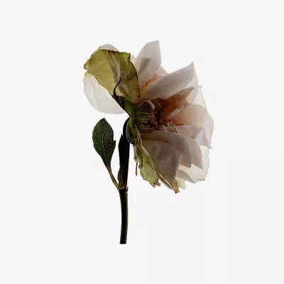 THIRD ROSE NATURAL STICK