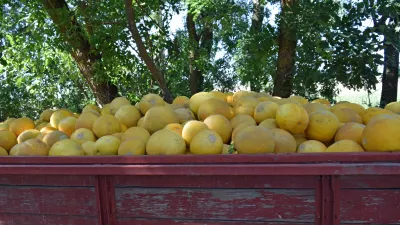 Beneficiile pentru sănătate ale pepenelui galben: Un superaliment revigorant pentru vara