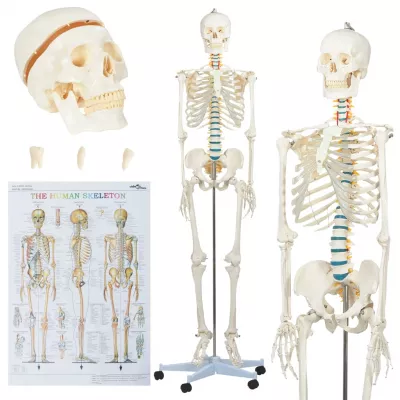 Model schelet anatomic uman pentru studiu, cu poster, 181 cm
