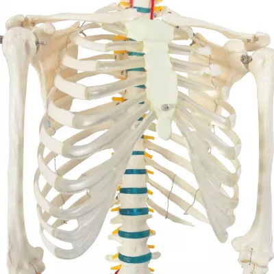 Model schelet anatomic uman pentru studiu, cu poster, 181 cm
