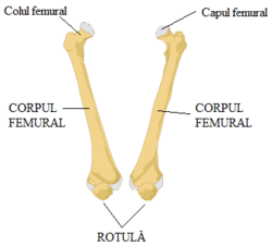 femurul piciorului tratamentul simptomelor durerii de umăr