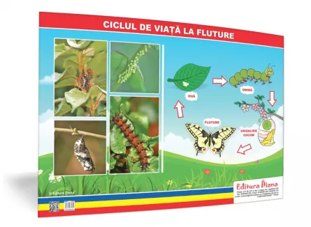 Ciclul de viață la fluture- planșă 50x70 - Proiecte Tematice, [],edituradiana.ro