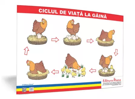 Ciclul de viață la găină - planșă 50x70 - Proiecte Tematice, [],edituradiana.ro