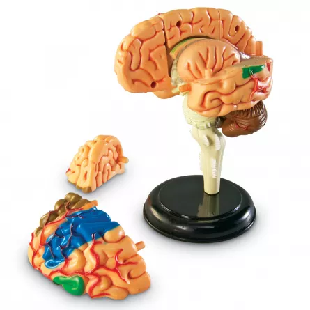 Model anatomic - Creierul uman, [],edituradiana.ro