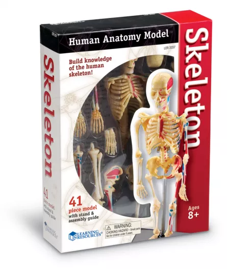 Model anatomic - Schelet uman, [],edituradiana.ro