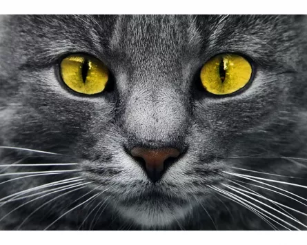 Tablou cu diamante  - Pisicuță cu ochi galbeni, [],edituradiana.ro