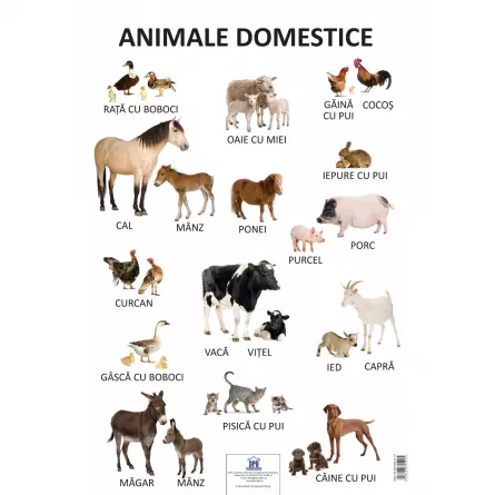 Plansa - Animale domestice, [],https:edituradph.ro