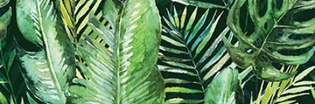 Decor pentru faianta, Braga Tropic A Inserto, dimensiuni 25 x 75 cm