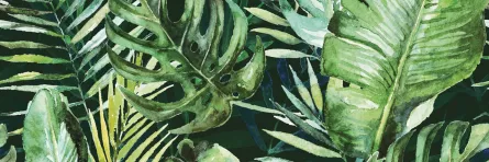 Decor pentru faianta, Braga Tropic C Inserto, dimensiuni 25 x 75 cm