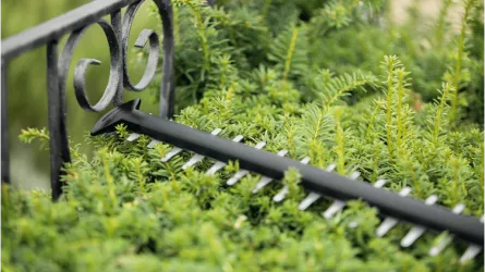 Foarfeca tuns gard viu Bosch UniversalHedgeCut 18V, lungime cutite 50 cm
