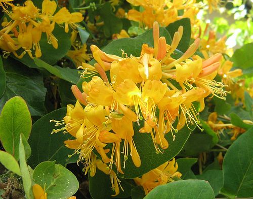 Plante Foioase Mana Maicii Domnului Galbena Lonicera Tellma