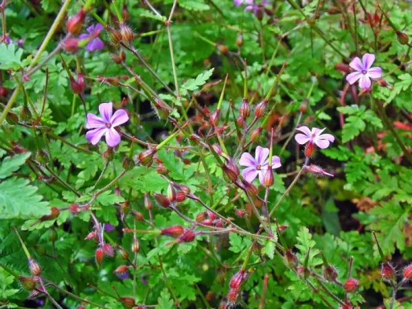 Tinctură de Năpraznic (Geranium Robertianum) 500 ml